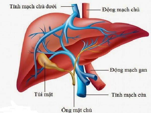 Các bệnh lý về gan nguy hiểm và phổ biến nhất hiện nay