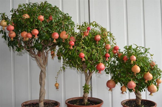 Các loại cây ăn quả trồng được tại nhà