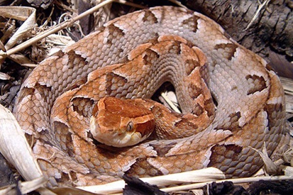 Danh sách 10 loài rắn độc nhất ở Việt Nam