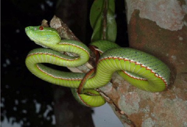 Danh sách 10 loài rắn độc nhất ở Việt Nam