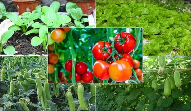 Lịch trồng rau trong năm từ tháng 1 đến tháng 12