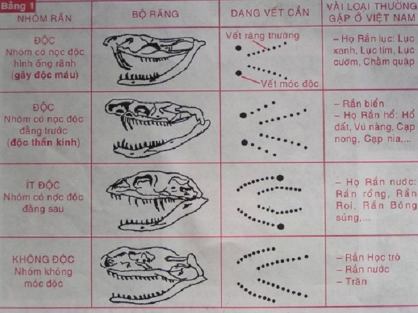 Những cách sơ cứu khi bị rắn cắn bạn nên biết