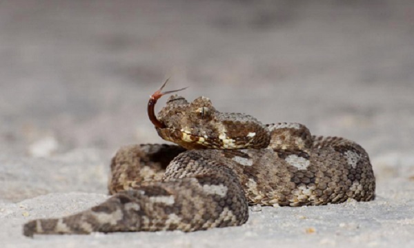 Phát hiện loài rắn độc bị cho là đã tuyệt chủng
