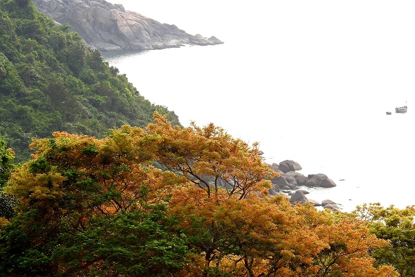 Sơn Trà – Hệ sinh thái rừng tự nhiên gắn liền biển duy nhất ở Việt Nam