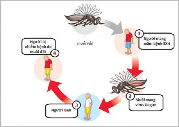 Tìm hiểu về nguyên nhân và dấu hiệu của bệnh sốt xuất huyết