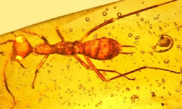 Tìm thấy hoá thạch côn trùng 100 triệu năm