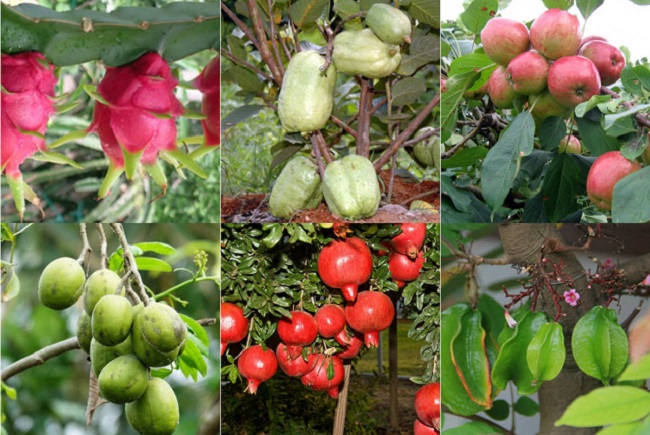 Các loại cây ăn quả trồng được tại nhà